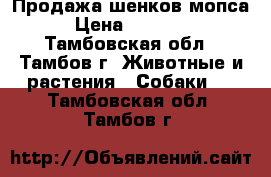 Продажа шенков мопса › Цена ­ 14 000 - Тамбовская обл., Тамбов г. Животные и растения » Собаки   . Тамбовская обл.,Тамбов г.